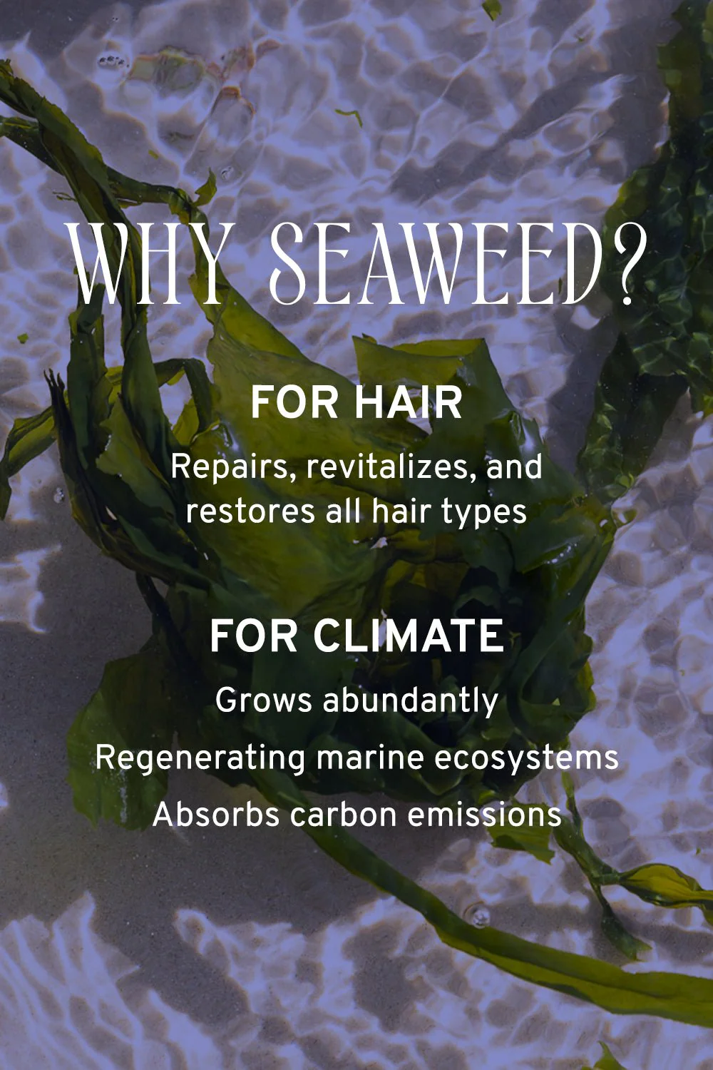 Shampoo - Image 6